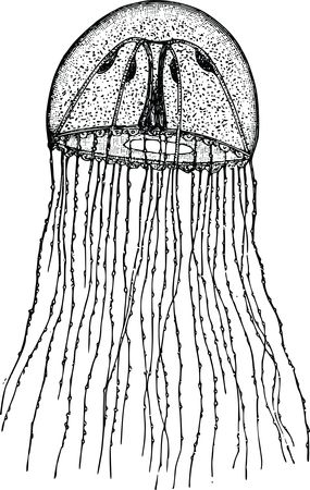 Free Clipart Of A Jellyfish