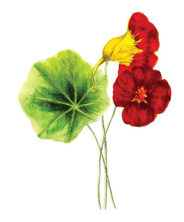 Free Clipart Of A Nasturtium plant