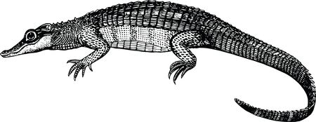 Free Clipart Of A black and white Alligator