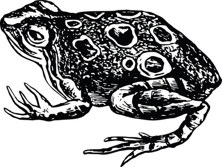 Free Clipart Of A Toad in Black and White
