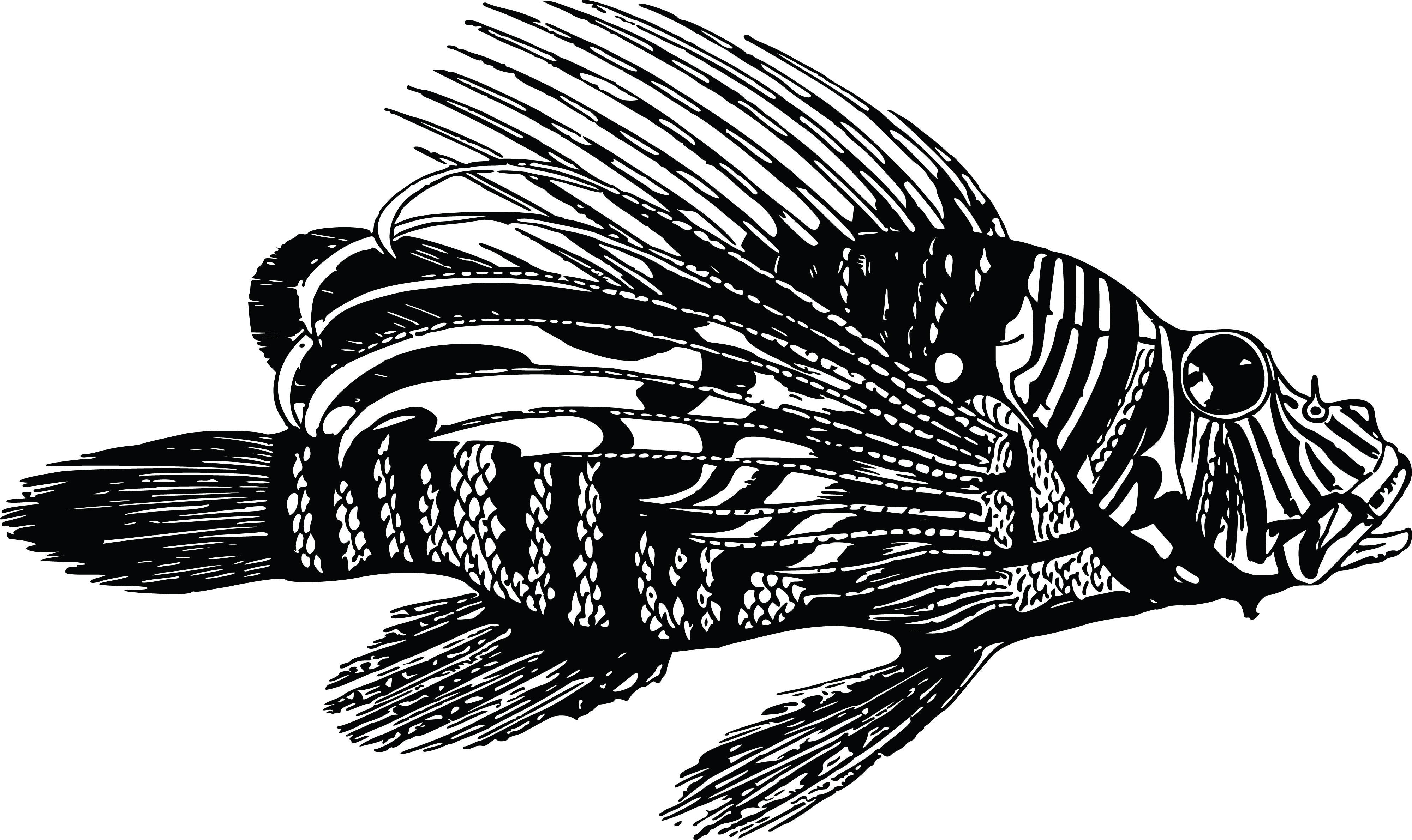 Download Free Clipart Of A Lionfish