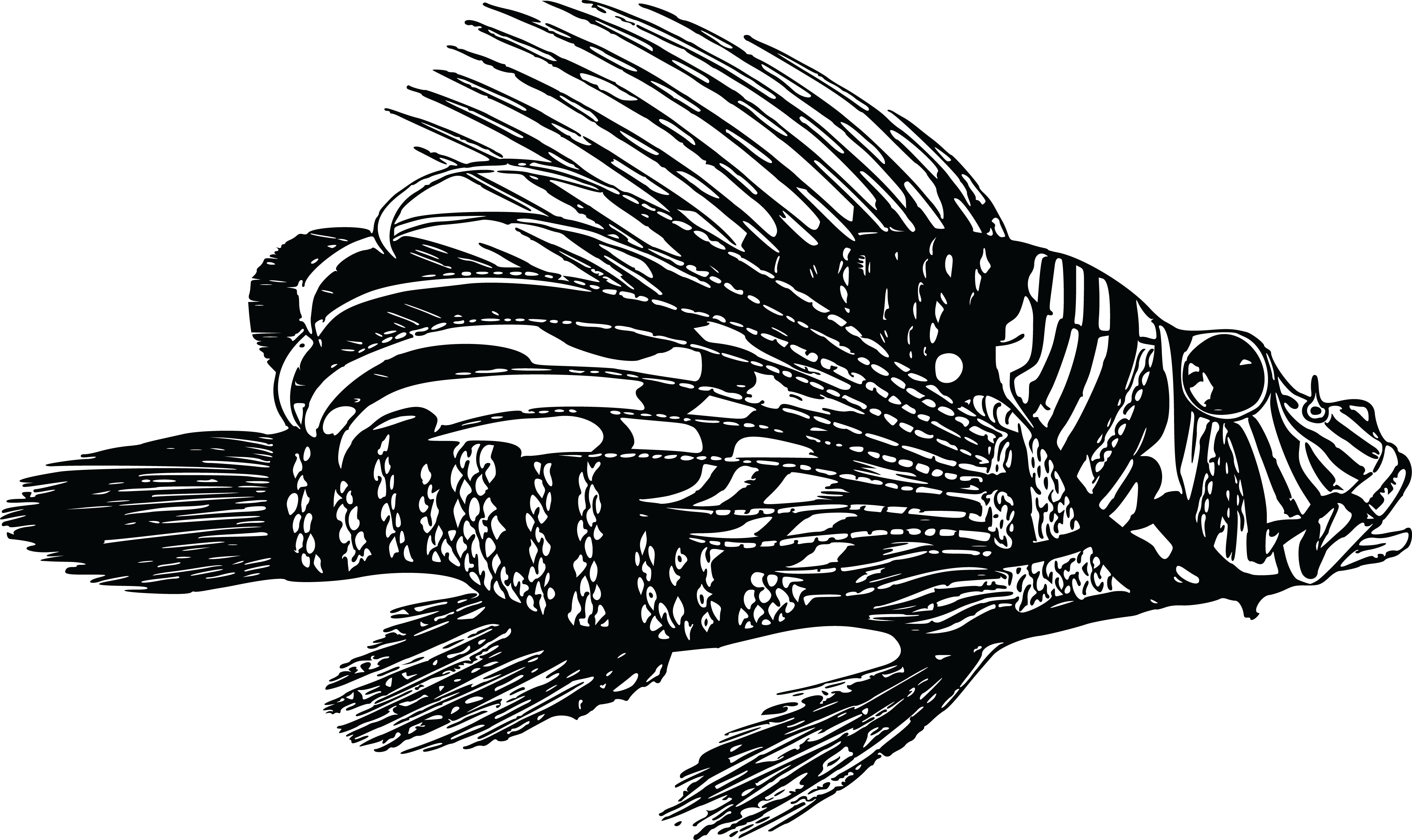 Download Free Clipart Of A Lionfish