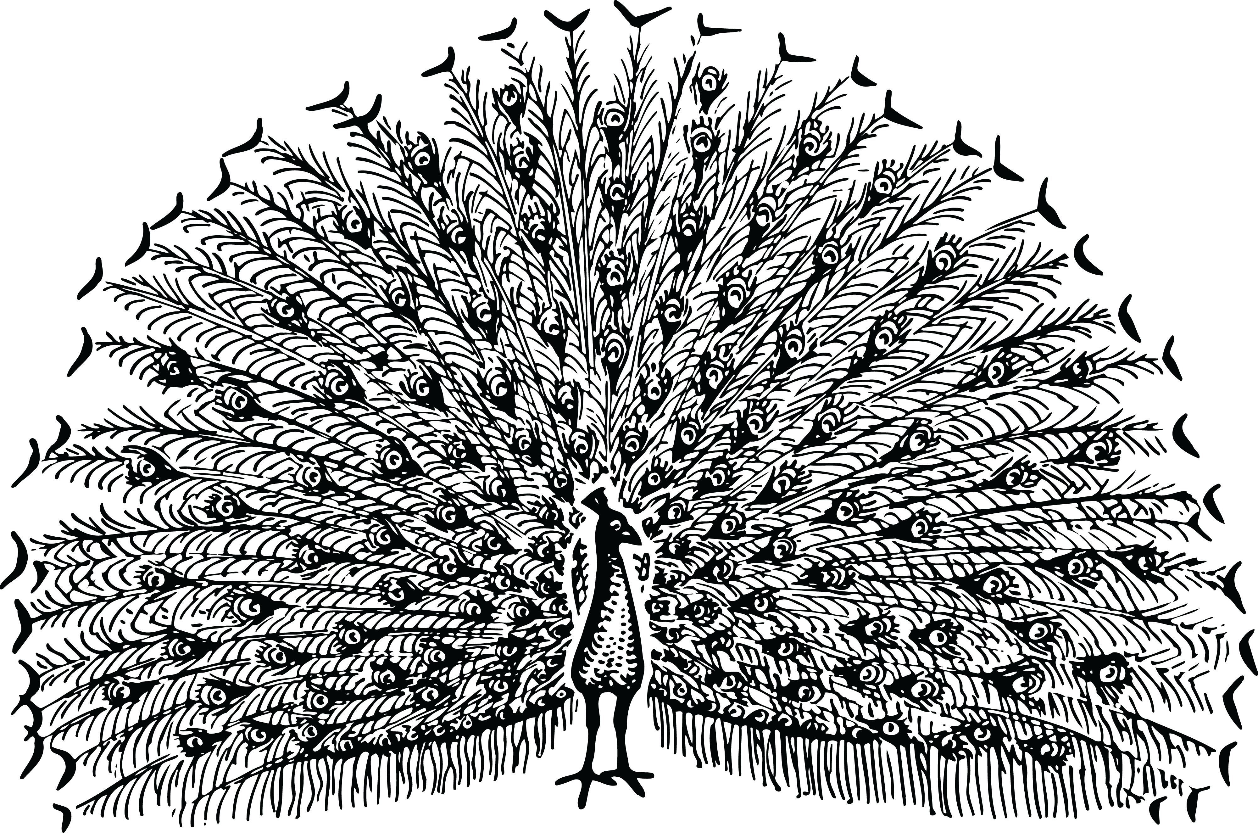 Free Clipart Of A Peacock