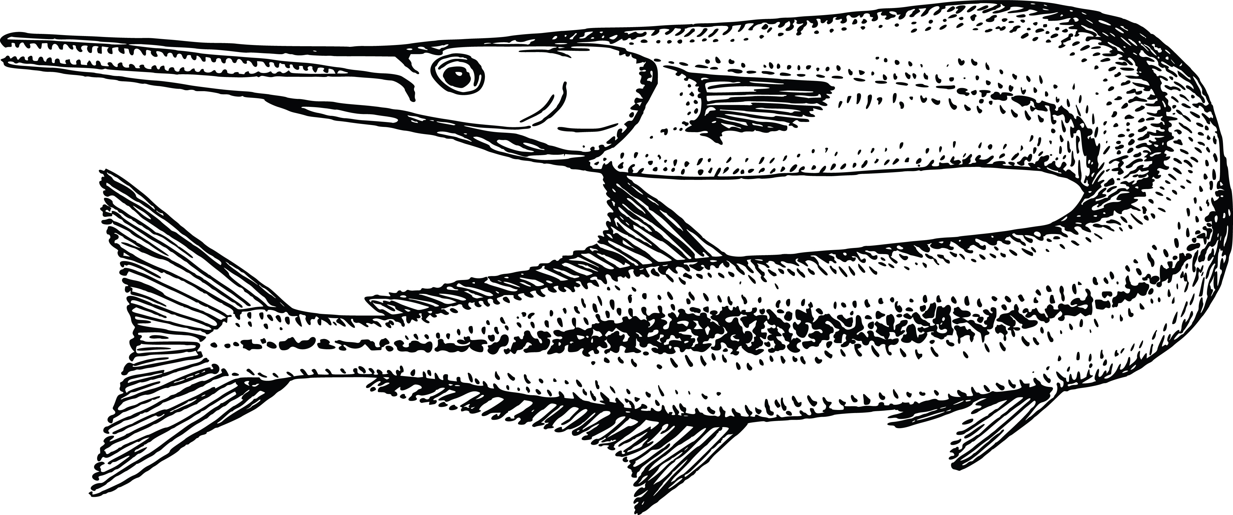 Download Free Clipart Of A Garfish