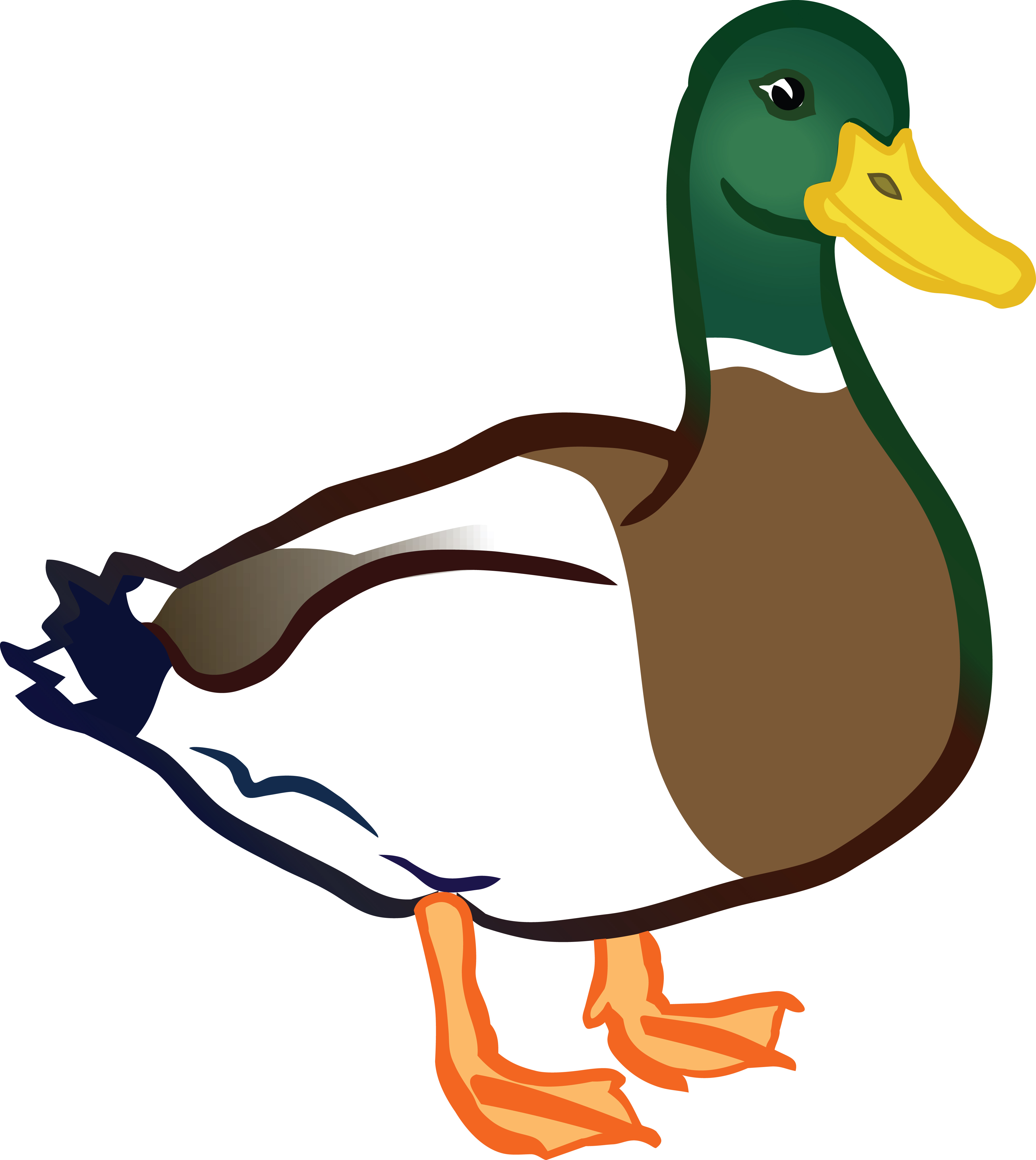 Free Clipart Of A Duck Mallard Drake