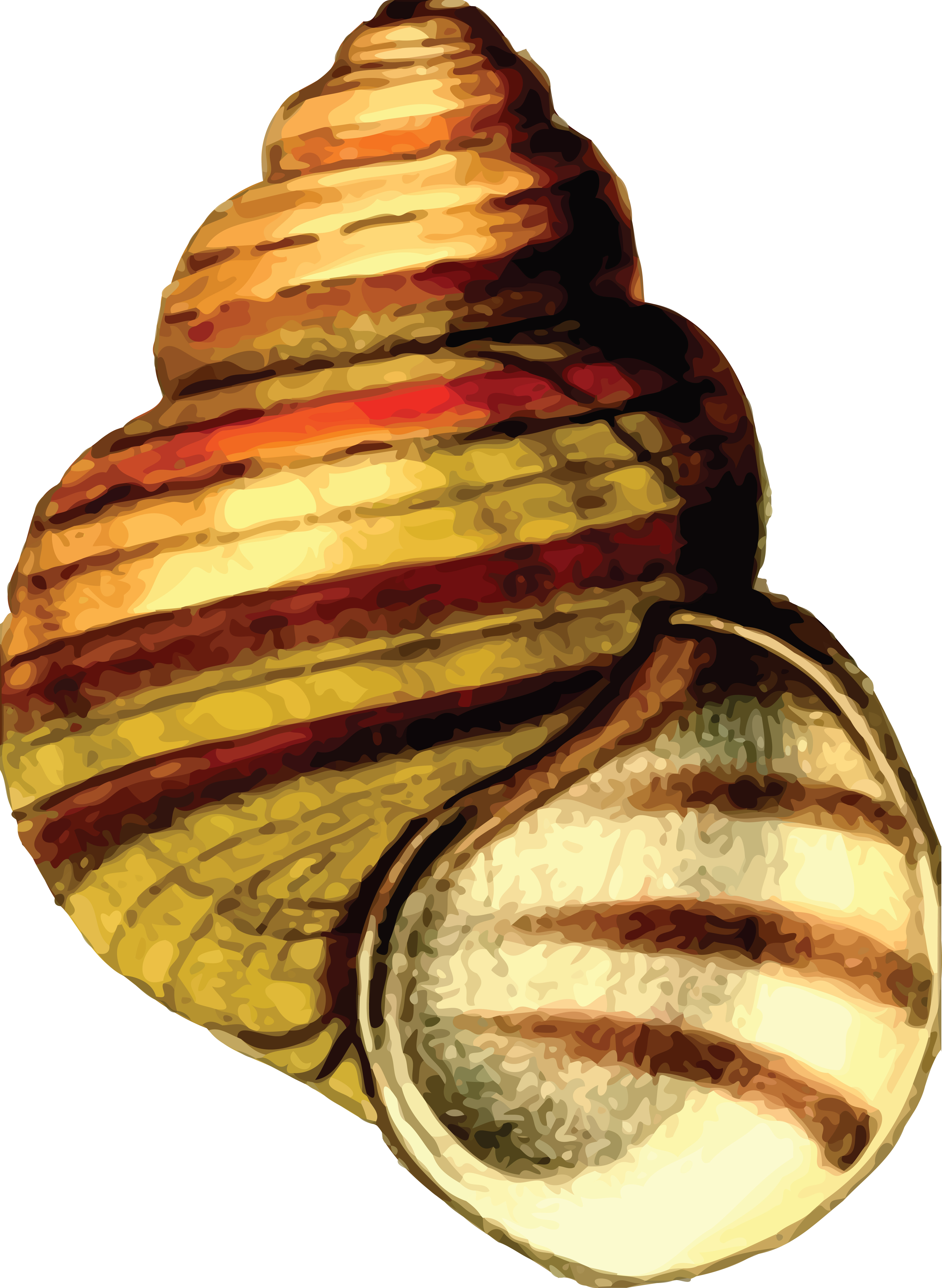 Free Clipart Of A Sea Shell