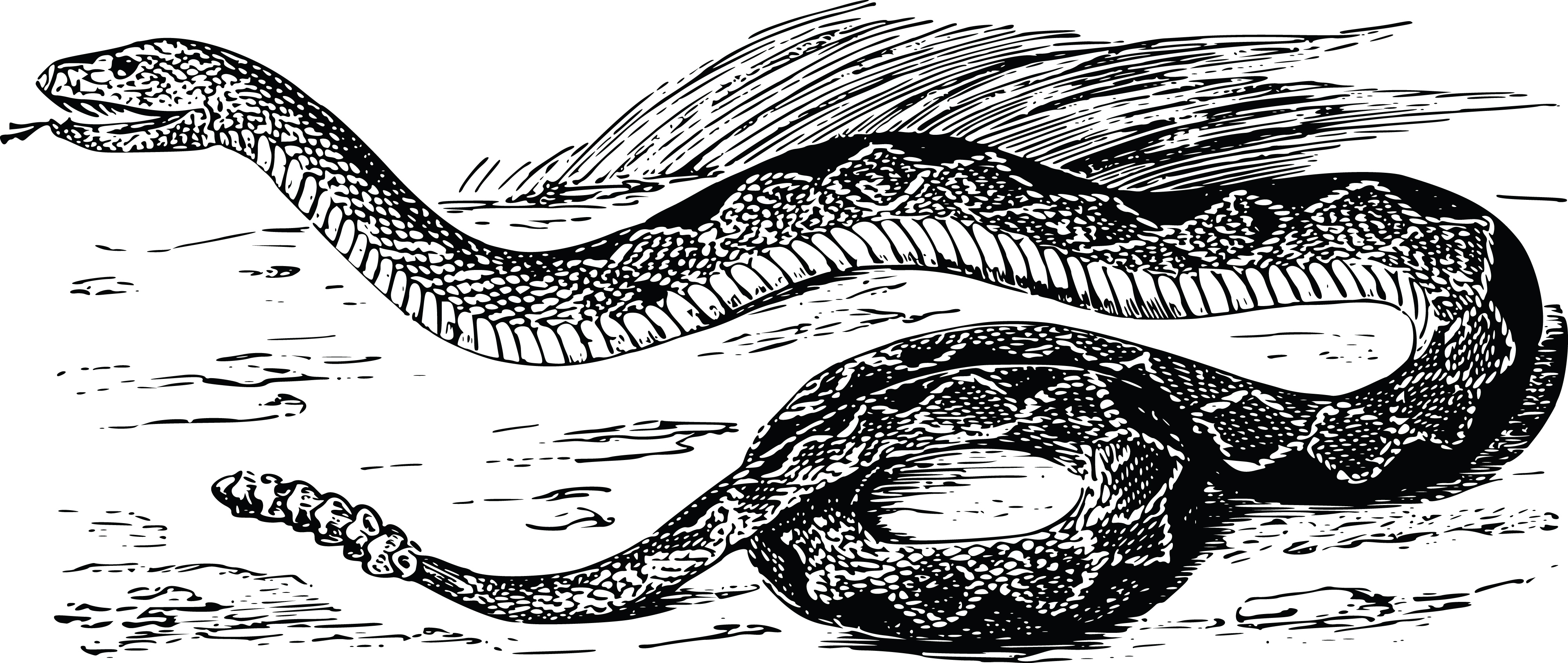 rattlesnake black and white clipart
