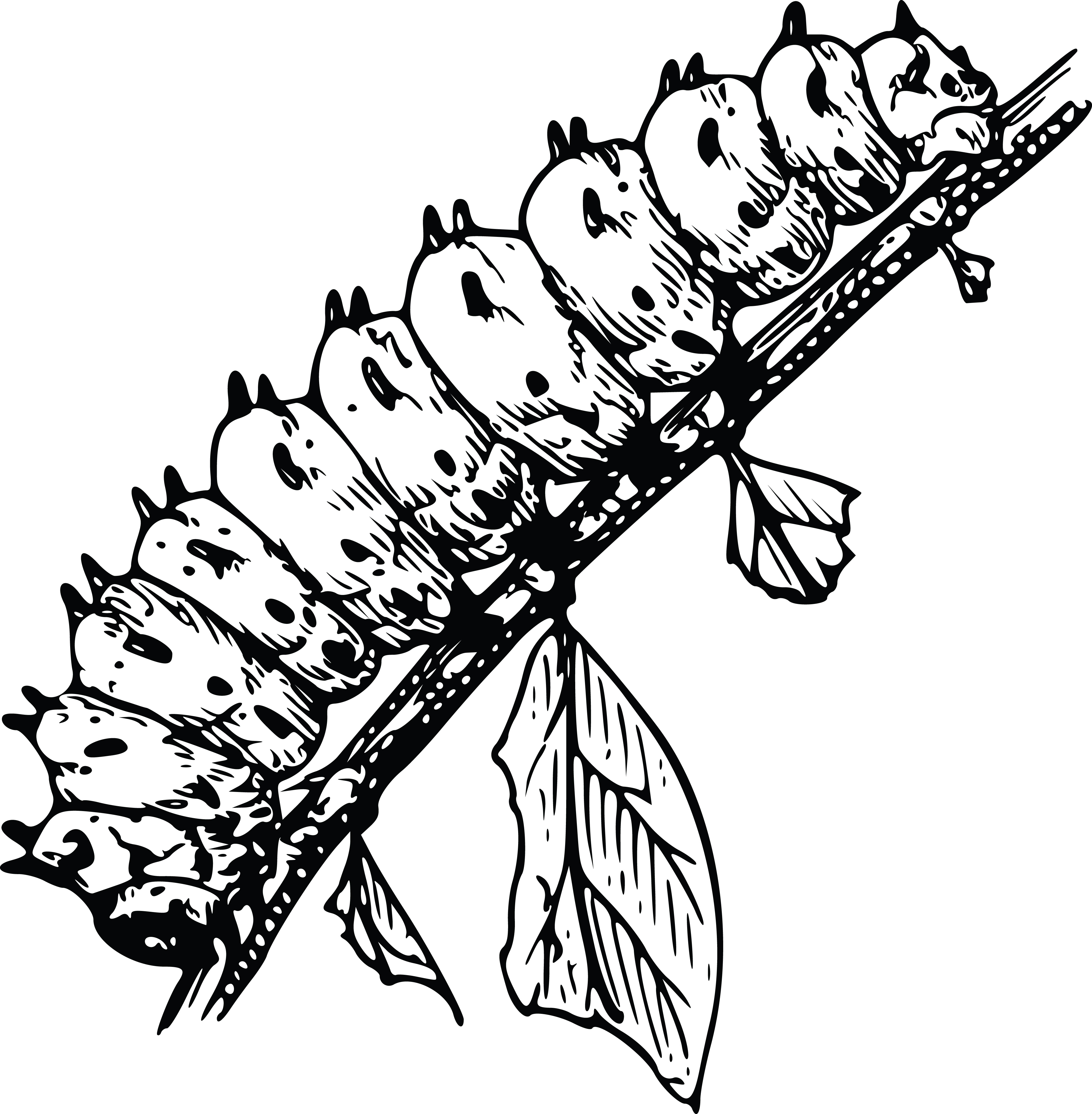 Caterpillar Black And White Clip Art