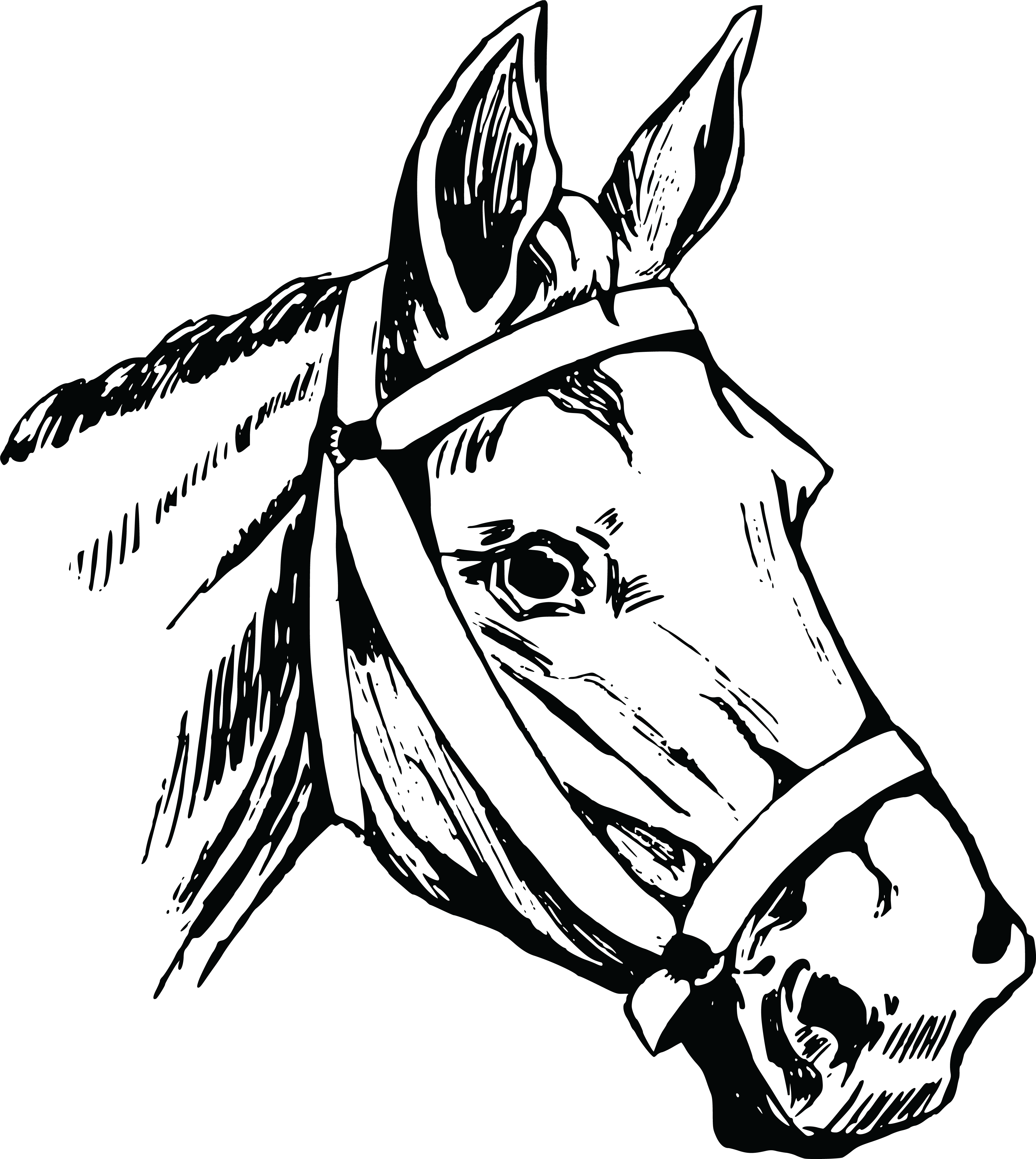 Download Free Clipart Of A Horse Head