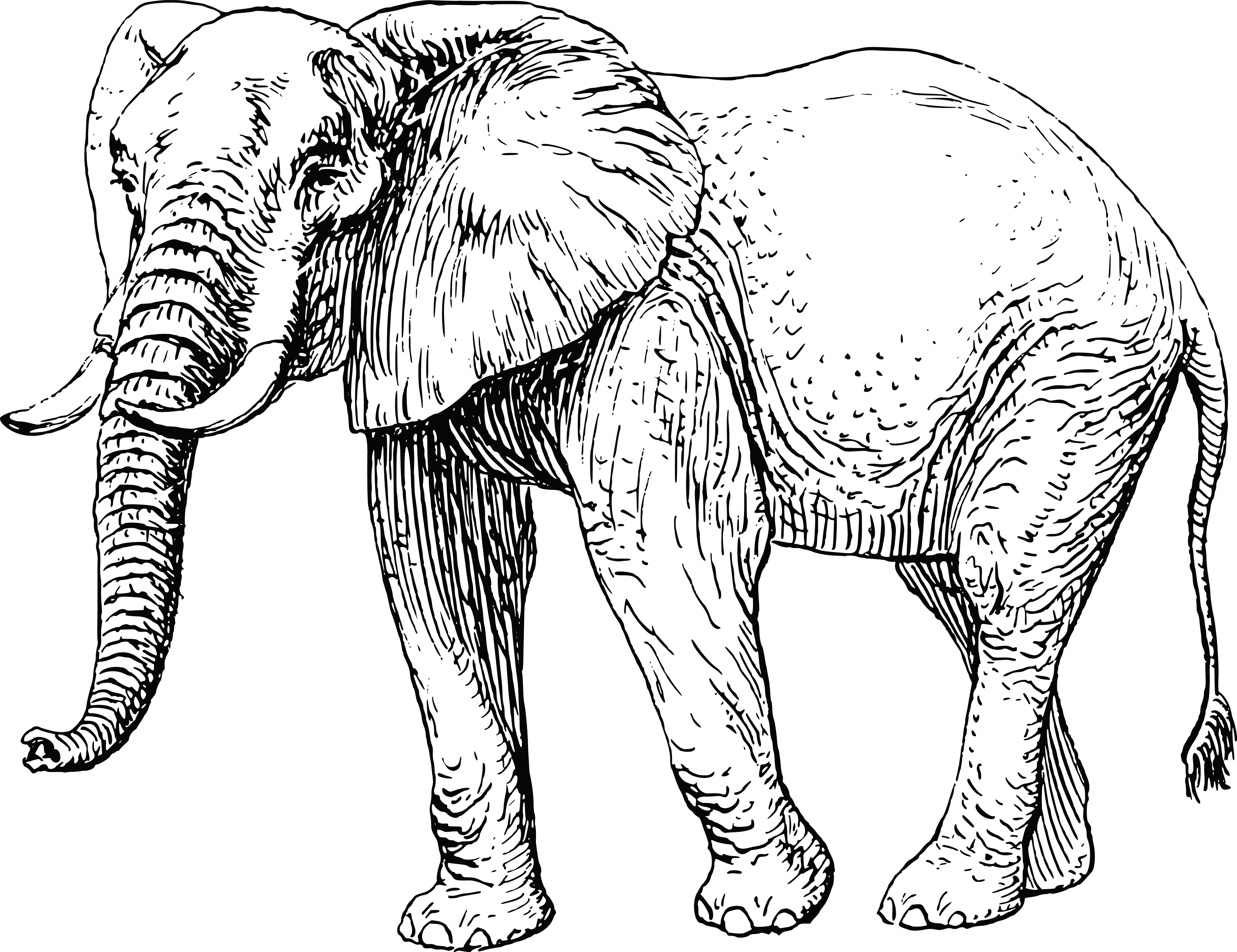 Free Clipart Of A Walking Elephant