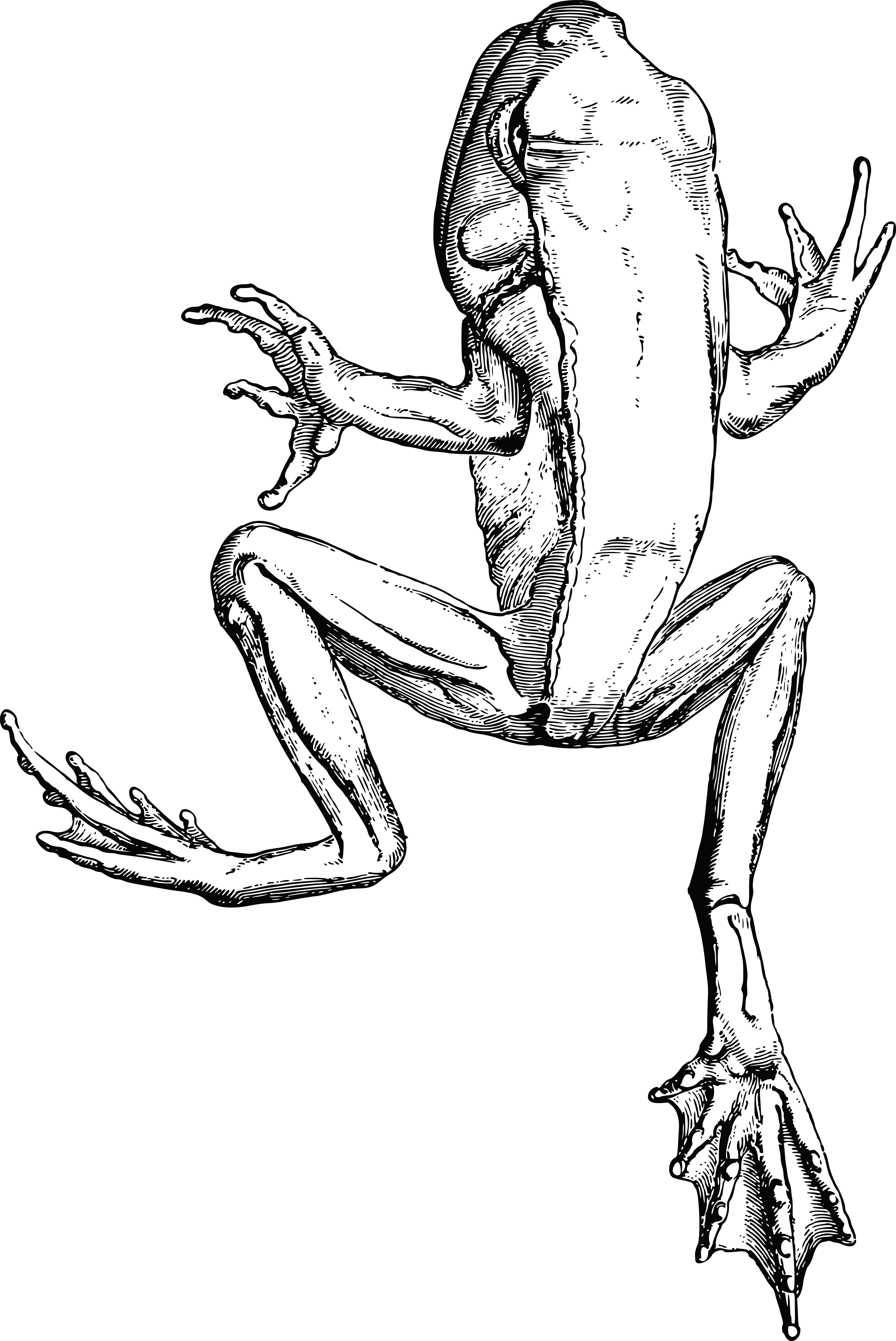 frog skeleton clipart