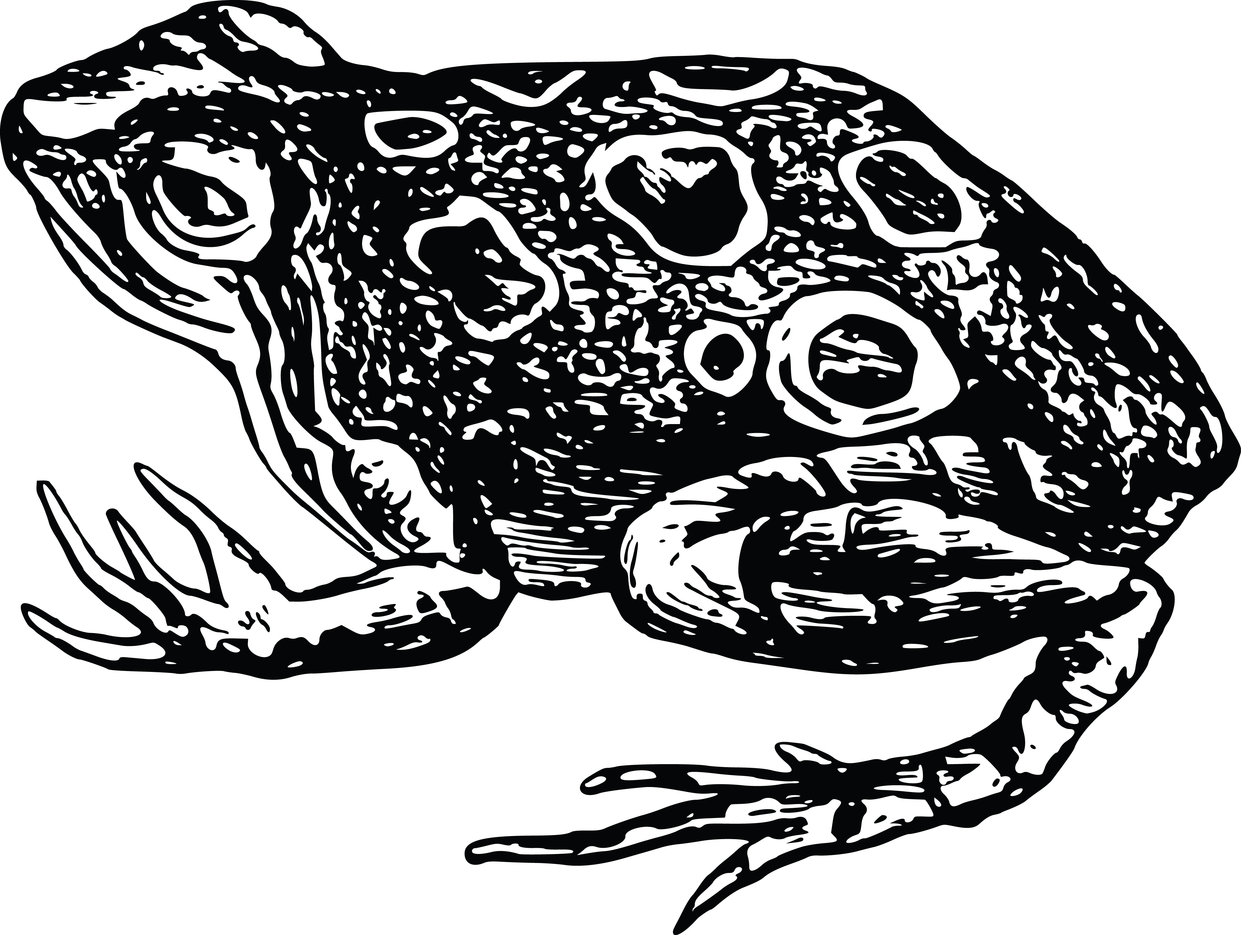 Toad Clipart Black And White